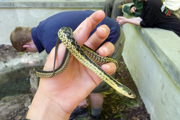 Garter snake at E-Con  (Camp Read).  Photo by Paul S.